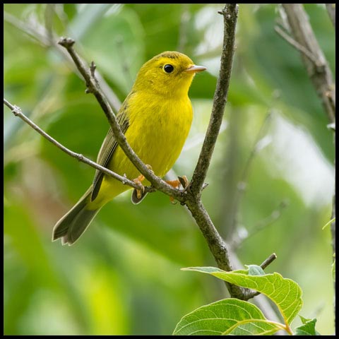 Wilson's Warbler