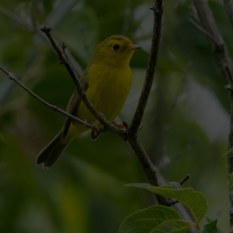 Wilson's Warbler