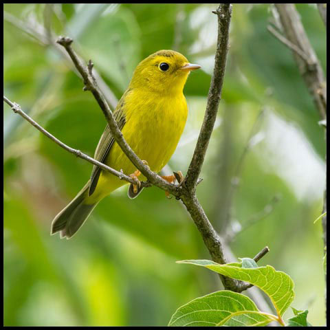 Wilson's Warbler