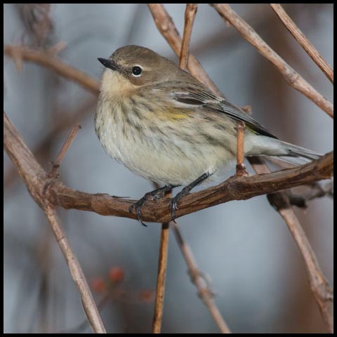 Yellow-rumped Warbler