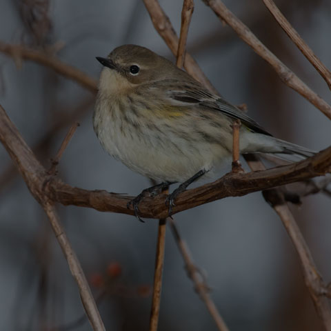 Yellow-rumped Warbler