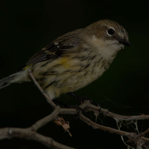 Yellow-rumped Warbler