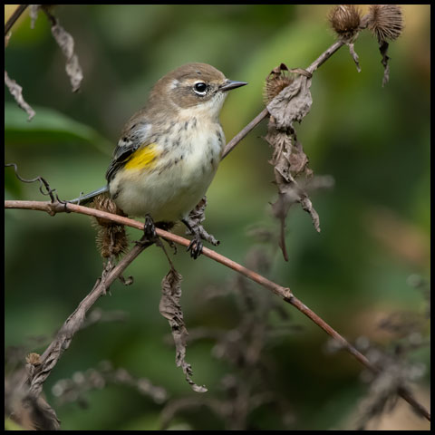 Yellow-rumped Warbler