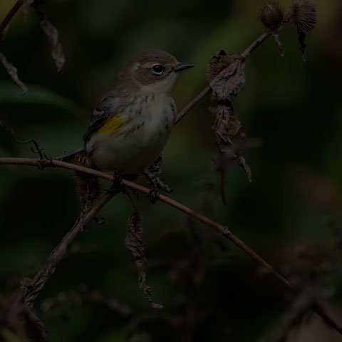 Yellow-rumped Warbler