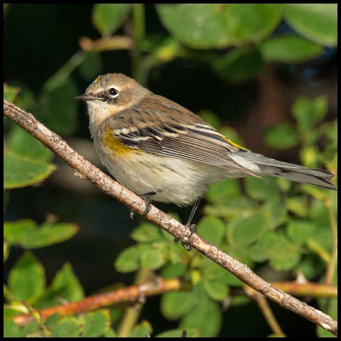 Yellow-rumped Warbler