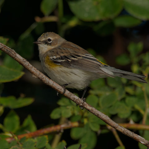 Yellow-rumped Warbler