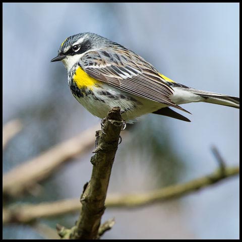Yellow-rumped Warbler