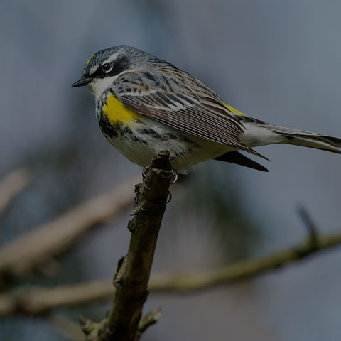 Yellow-rumped Warbler
