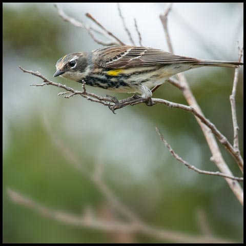 Yellow-rumped Warbler