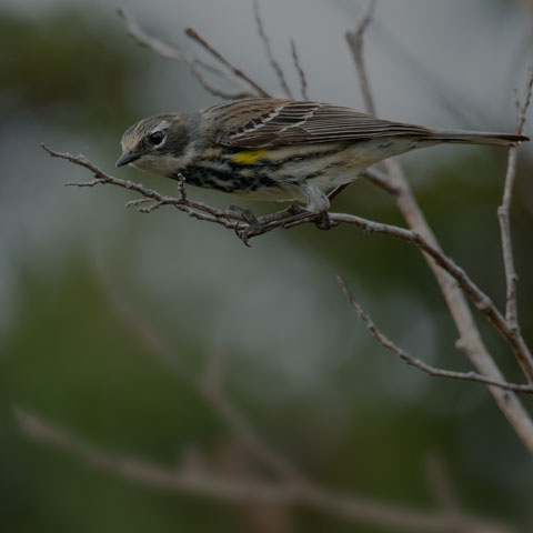 Yellow-rumped Warbler