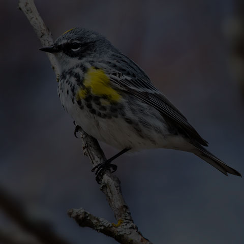Yellow-rumped Warbler