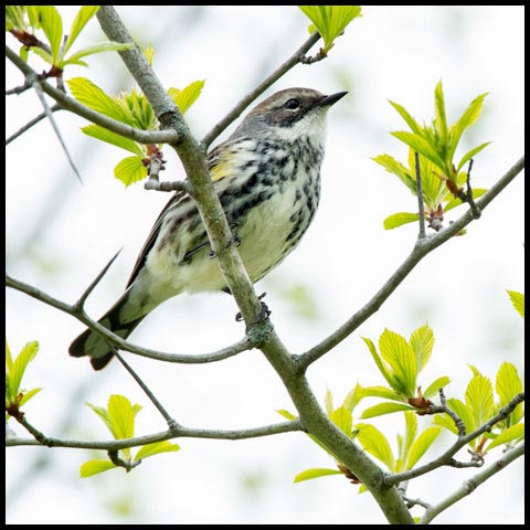 Yellow-rumped Warbler