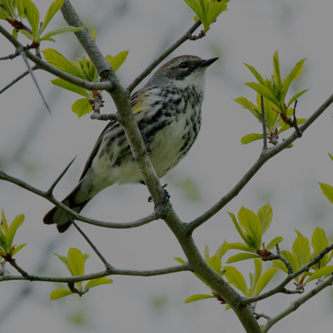 Yellow-rumped Warbler