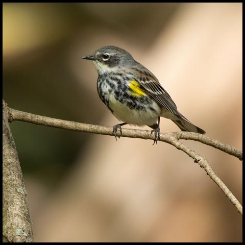 Yellow-rumped Warbler
