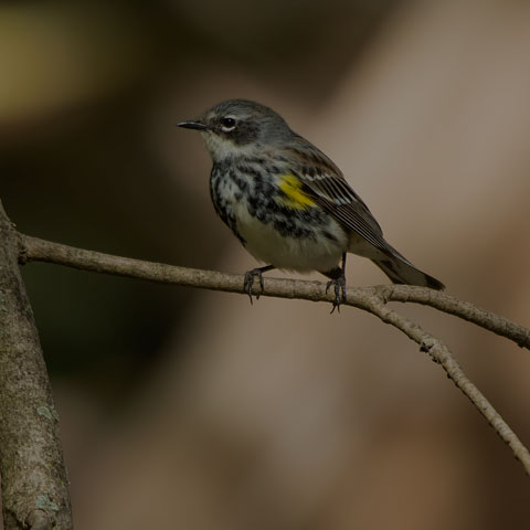 Yellow-rumped Warbler