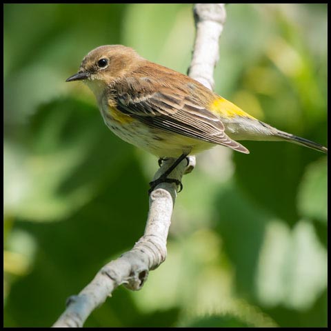 Yellow-rumped Warbler