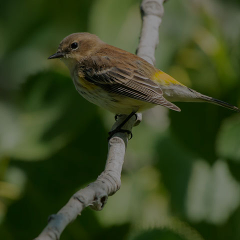 Yellow-rumped Warbler
