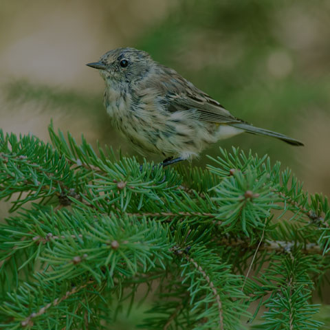 Yellow-rumped Warbler
