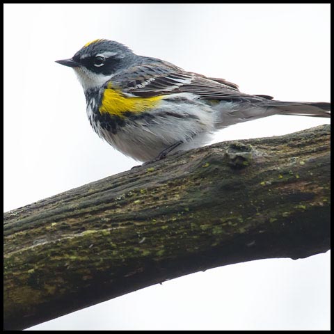 Yellow-rumped Warbler