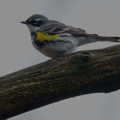 Yellow-rumped Warbler