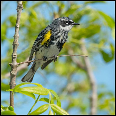 Yellow-rumped Warbler