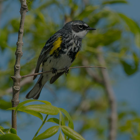 Yellow-rumped Warbler