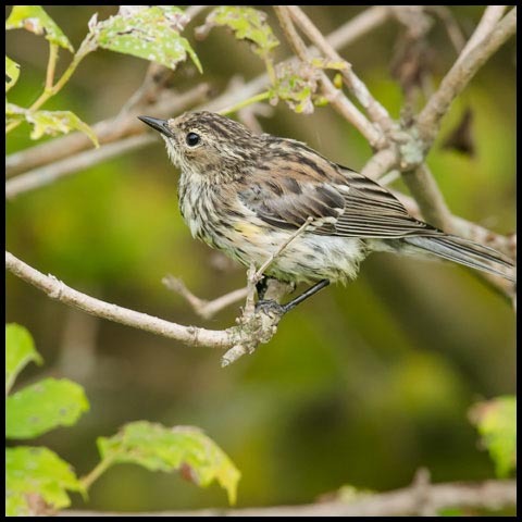 Yellow-rumped Warbler
