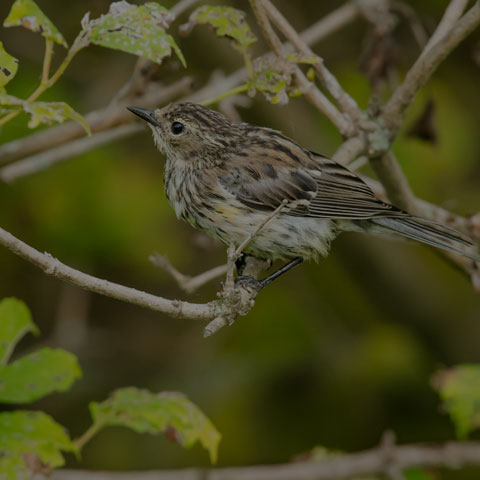 Yellow-rumped Warbler