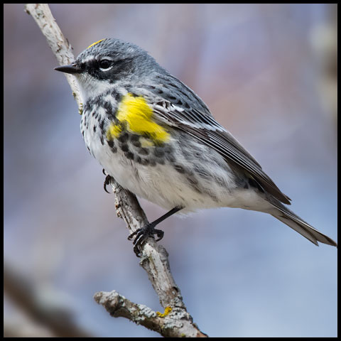 Yellow-rumped Warbler