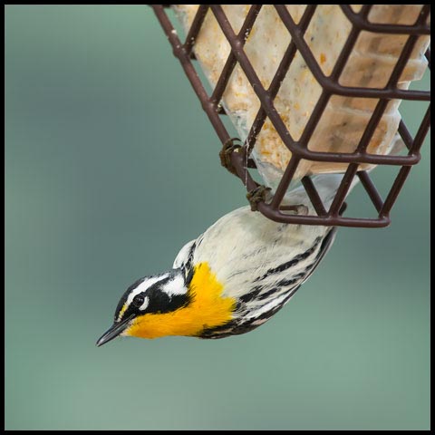 Yellow-throated Warbler