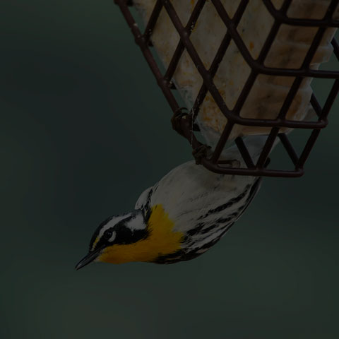 Yellow-throated Warbler