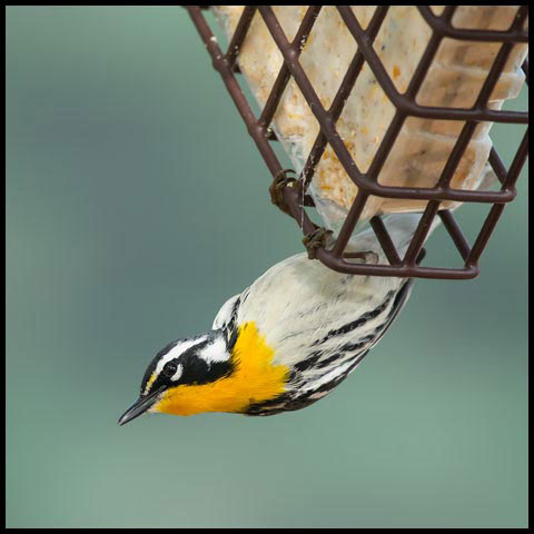 Yellow-throated Warbler