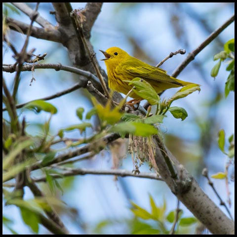 Yellow Warbler
