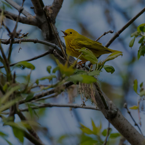 Yellow Warbler