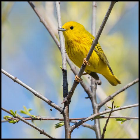 Yellow Warbler