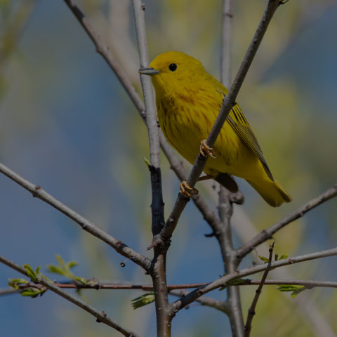 Yellow Warbler