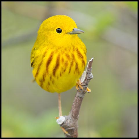 Yellow Warbler