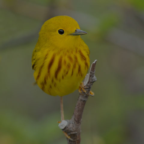 Yellow Warbler