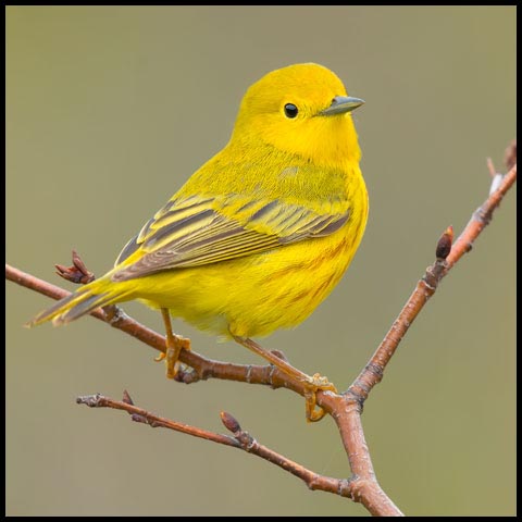 Yellow Warbler