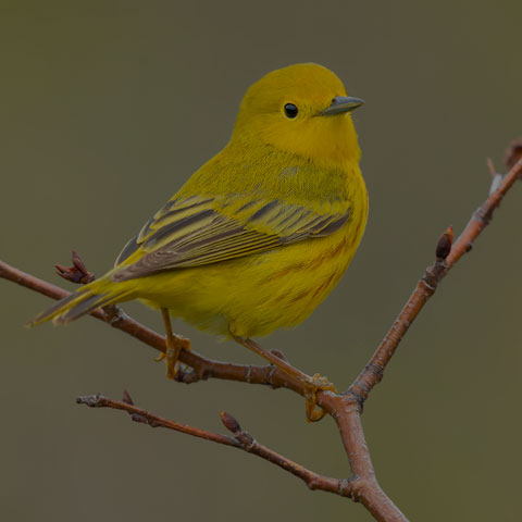 Yellow Warbler