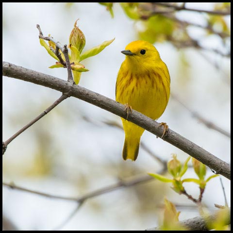 Yellow Warbler