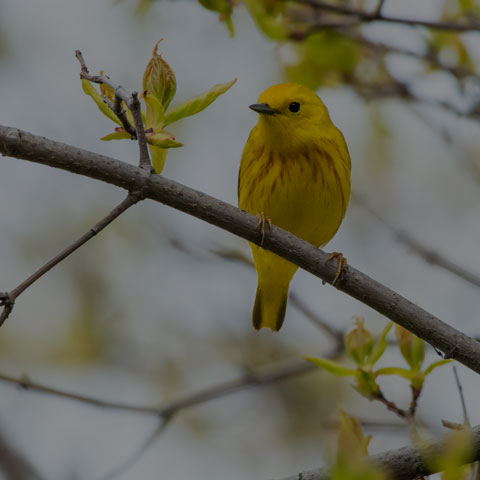Yellow Warbler