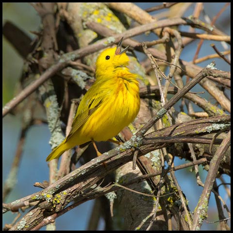 Yellow Warbler