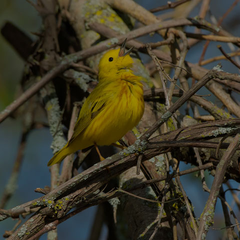 Yellow Warbler