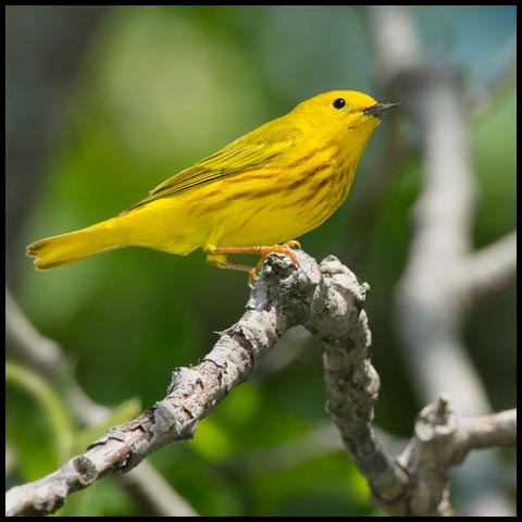 Yellow Warbler