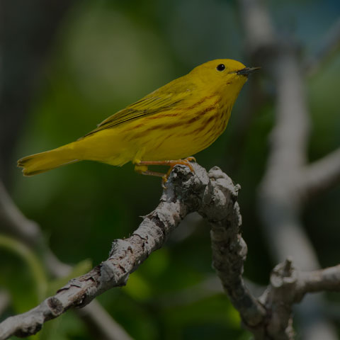 Yellow Warbler