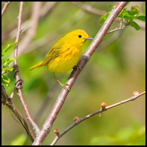 Yellow Warbler