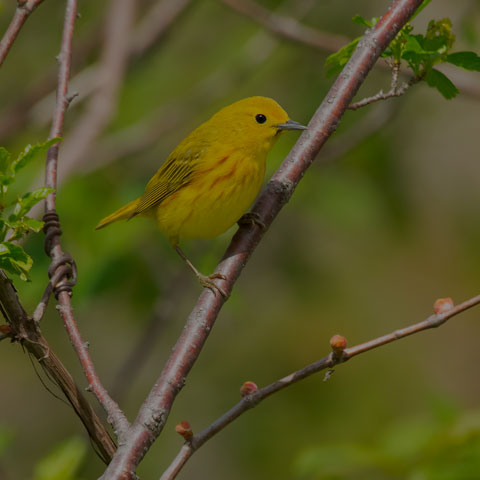 Yellow Warbler