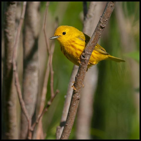 Yellow Warbler