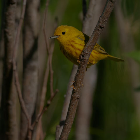 Yellow Warbler